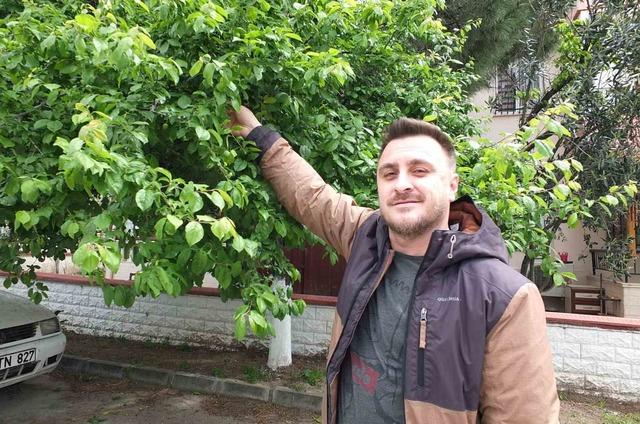 Balıkesir&rsquo;de ilk erik hasadı yapıldı 1