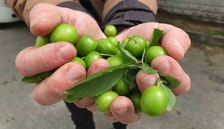 Balıkesir&rsquo;de ilk erik hasadı yapıldı