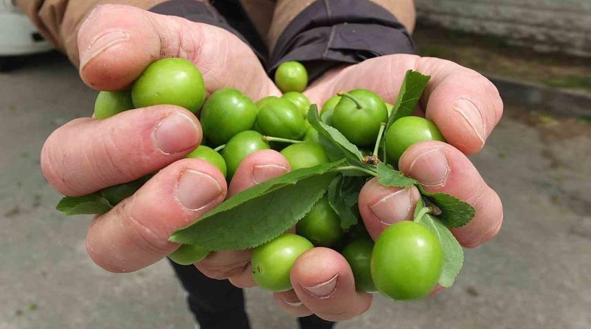 Balıkesir&rsquo;de ilk erik hasadı yapıldı