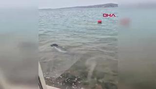 Ayvalık sahilinde Akdeniz foku g&ouml;r&uuml;nt&uuml;lendi! "Ger&ccedil;ekten b&uuml;y&uuml;leyici bir andı" 