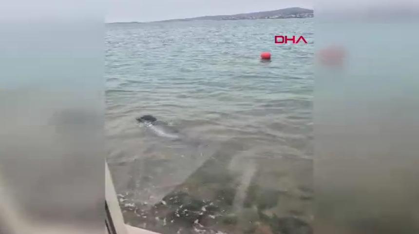 Ayvalık sahilinde Akdeniz foku g&ouml;r&uuml;nt&uuml;lendi! "Ger&ccedil;ekten b&uuml;y&uuml;leyici bir andı" 