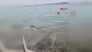 Ayvalık sahilinde Akdeniz foku görüntülendi! Gerçekten büyüleyici bir andı 