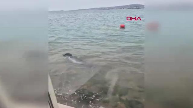 Ayvalık sahilinde Akdeniz foku görüntülendi! Gerçekten büyüleyici bir andı 