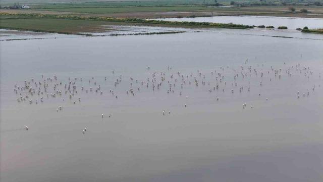 Su altında kalan arazilerde flamingolar g&ouml;rsel ş&ouml;len oluşturdu 7