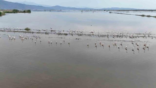Su altında kalan arazilerde flamingolar g&ouml;rsel ş&ouml;len oluşturdu 6