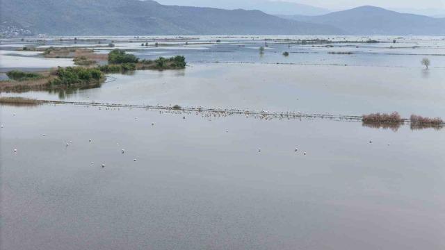 Su altında kalan arazilerde flamingolar g&ouml;rsel ş&ouml;len oluşturdu 5