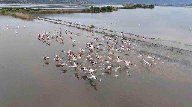 Su altında kalan arazilerde flamingolar g&ouml;rsel ş&ouml;len oluşturdu 4