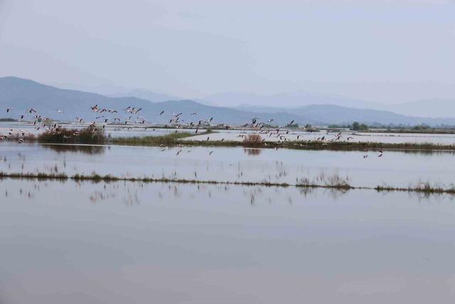 Su altında kalan arazilerde flamingolar g&ouml;rsel ş&ouml;len oluşturdu 3