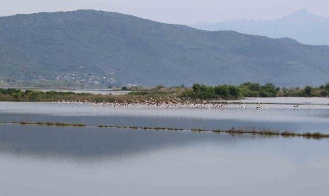 Su altında kalan arazilerde flamingolar g&ouml;rsel ş&ouml;len oluşturdu 1