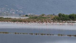 Su altında kalan arazilerde flamingolar görsel şölen oluşturdu
