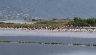 Su altında kalan arazilerde flamingolar g&ouml;rsel ş&ouml;len oluşturdu