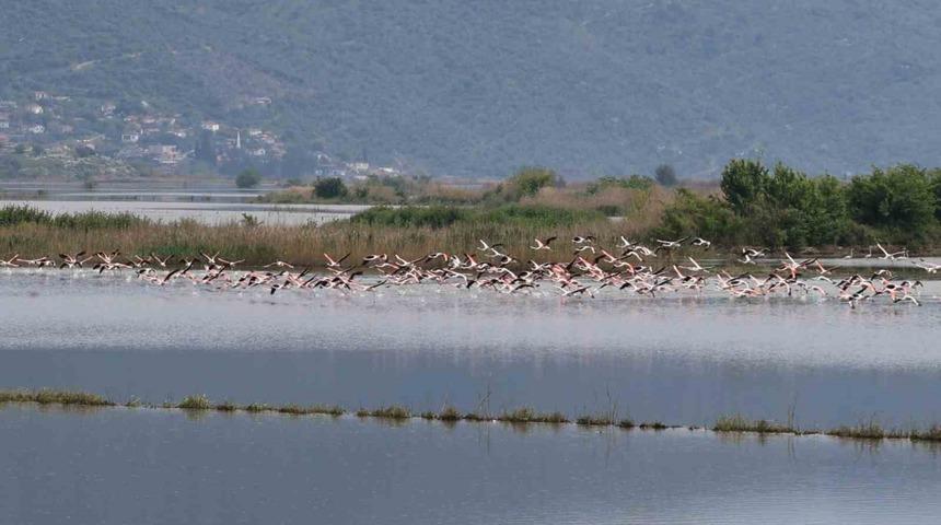 Su altında kalan arazilerde flamingolar g&ouml;rsel ş&ouml;len oluşturdu