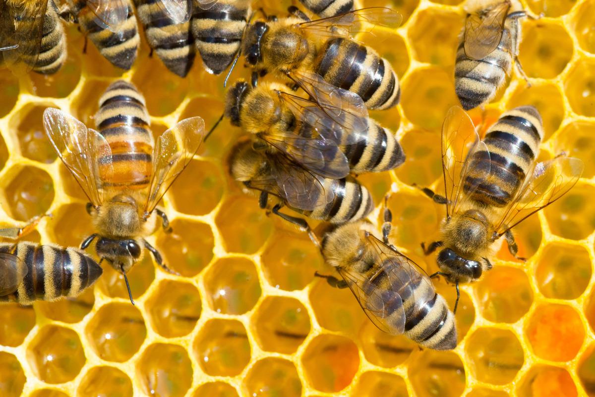 T&uuml;rkiye nin En İyi Bal Markaları - 2026 G&uuml;ncel Liste 7