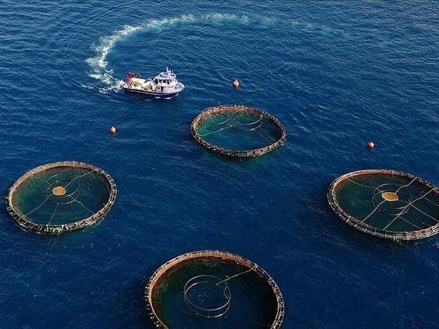 Karadeniz'in su &uuml;r&uuml;nleri ihracatı ilk &ccedil;eyrekte 85 milyon doları aştı
