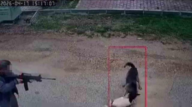 Kavga eden sokak k&ouml;peklerine ateş etti! Bir k&ouml;pek &ouml;ld&uuml; 1