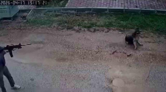 Kavga eden sokak k&ouml;peklerine ateş etti! Bir k&ouml;pek &ouml;ld&uuml; 3