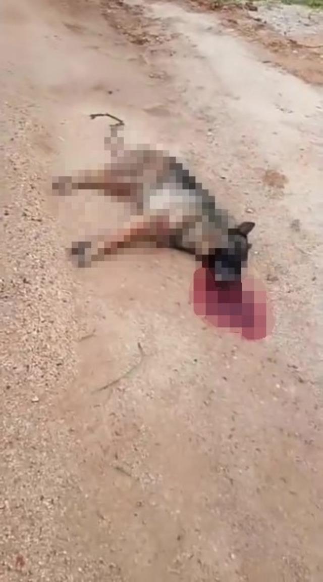 Kavga eden sokak k&ouml;peklerine ateş etti! Bir k&ouml;pek &ouml;ld&uuml; 4