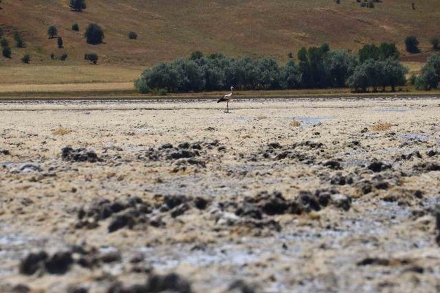 G&ouml;&ccedil;men kuşların uğrak mekanı, son yağışlarla doldu taştı 8