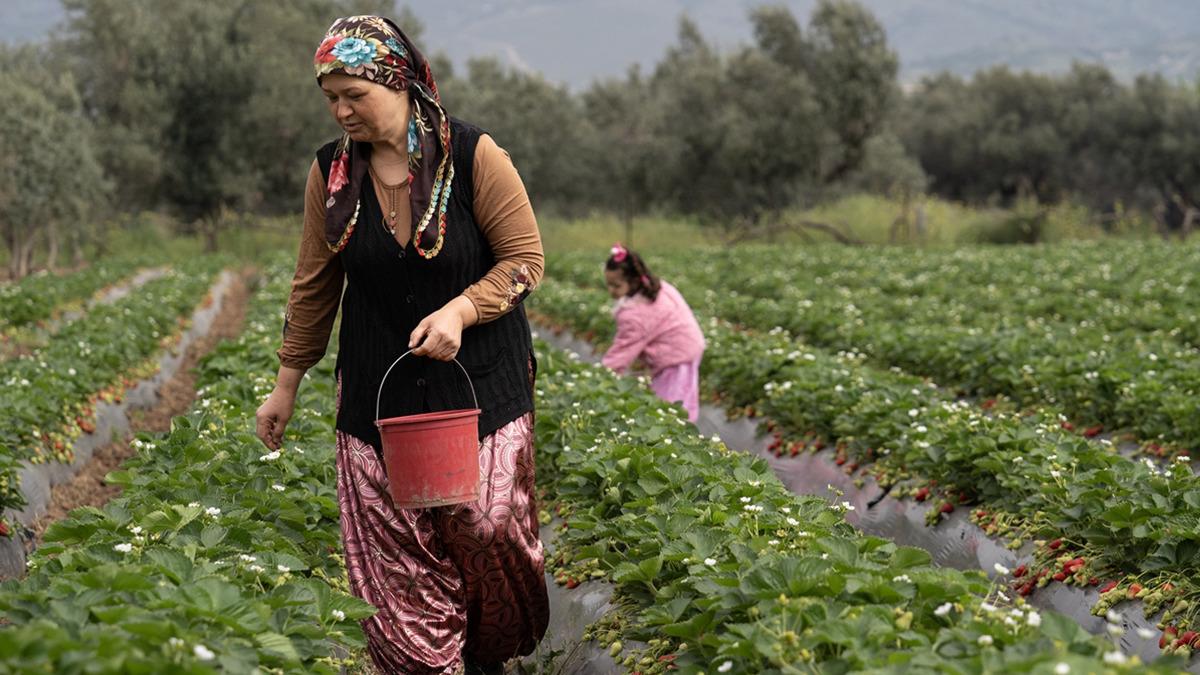 15 gün gecikti, verim arttı 'Kazandırıyor, 120 TL'ye satıyoruz, kurtarıyor'