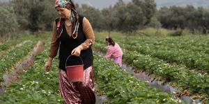 15 g&uuml;n gecikti, verim arttı 'Kazandırıyor, 120 TL'ye satıyoruz, kurtarıyor' 