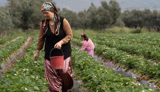 15 g&uuml;n gecikti, verim arttı 'Kazandırıyor, 120 TL'ye satıyoruz, kurtarıyor' 