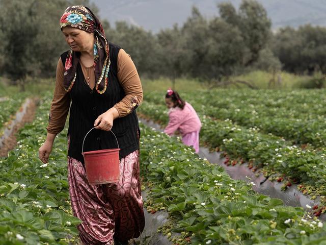 15 g&uuml;n gecikti, verim arttı 'Kazandırıyor, 120 TL'ye satıyoruz, kurtarıyor' 
