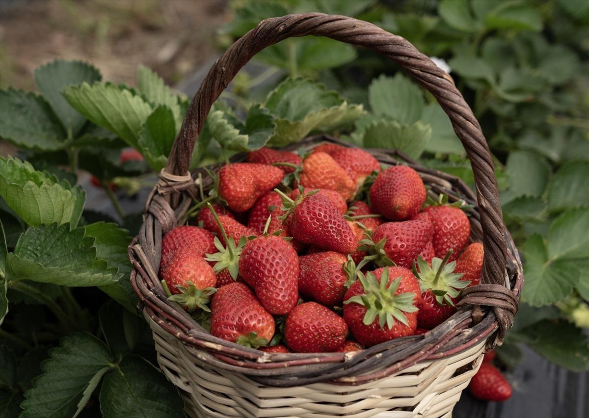 15 g&uuml;n gecikti, verim arttı  Kazandırıyor, 120 TL ye satıyoruz, kurtarıyor   1