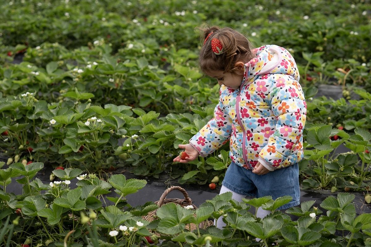15 g&uuml;n gecikti, verim arttı  Kazandırıyor, 120 TL ye satıyoruz, kurtarıyor   2