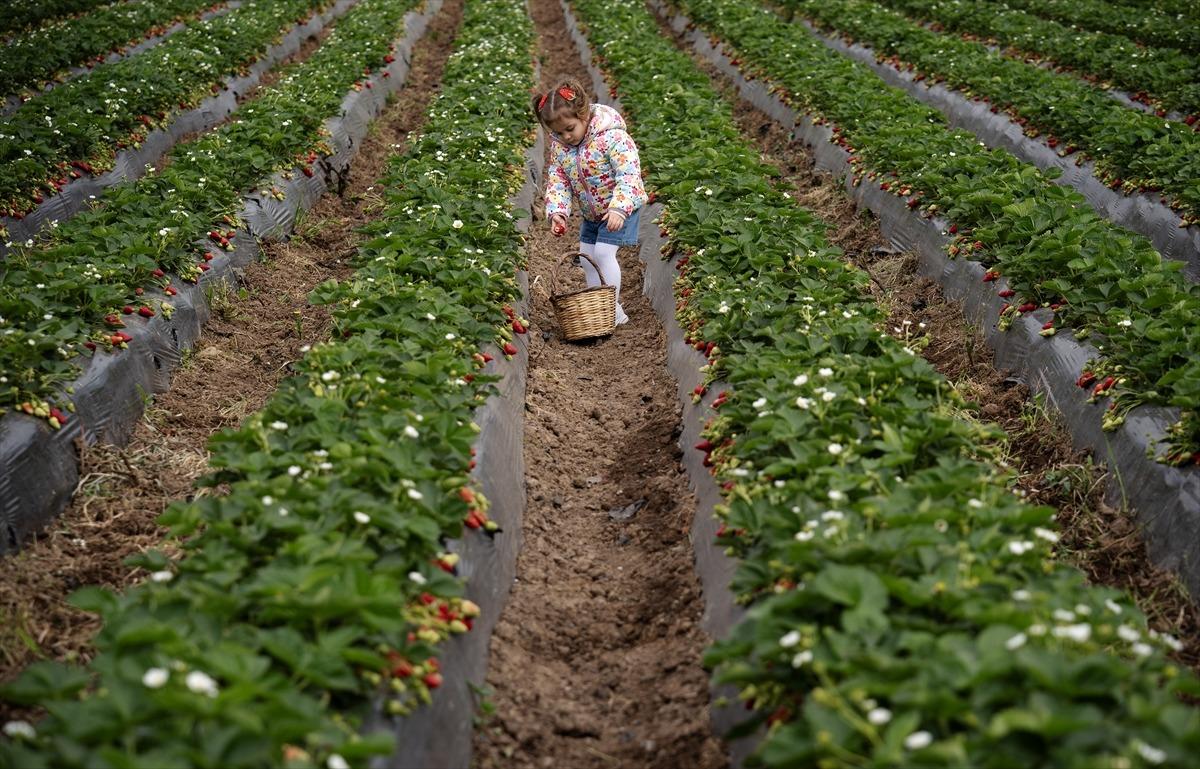 15 g&uuml;n gecikti, verim arttı  Kazandırıyor, 120 TL ye satıyoruz, kurtarıyor   3