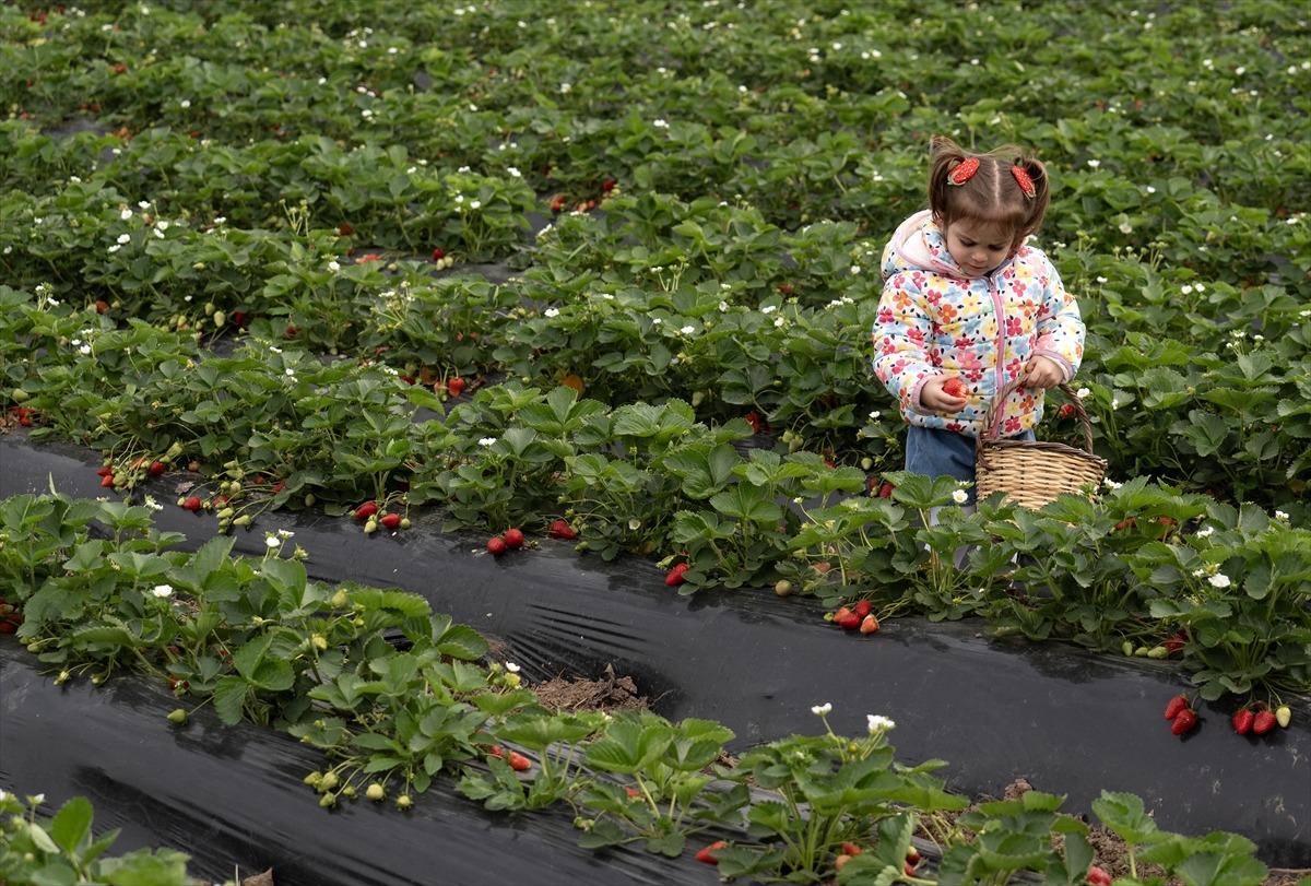 15 g&uuml;n gecikti, verim arttı  Kazandırıyor, 120 TL ye satıyoruz, kurtarıyor   4
