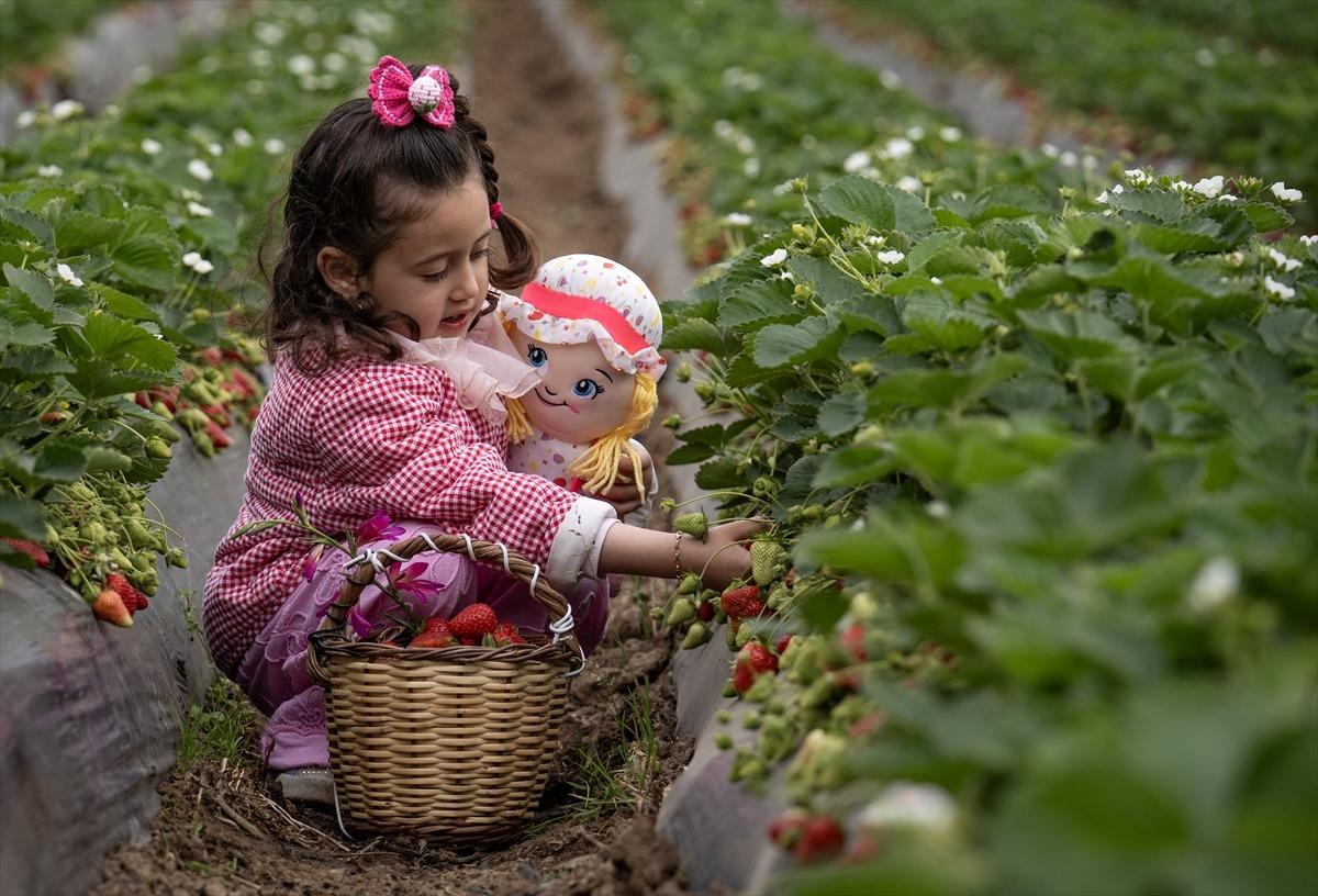 15 g&uuml;n gecikti, verim arttı  Kazandırıyor, 120 TL ye satıyoruz, kurtarıyor   5