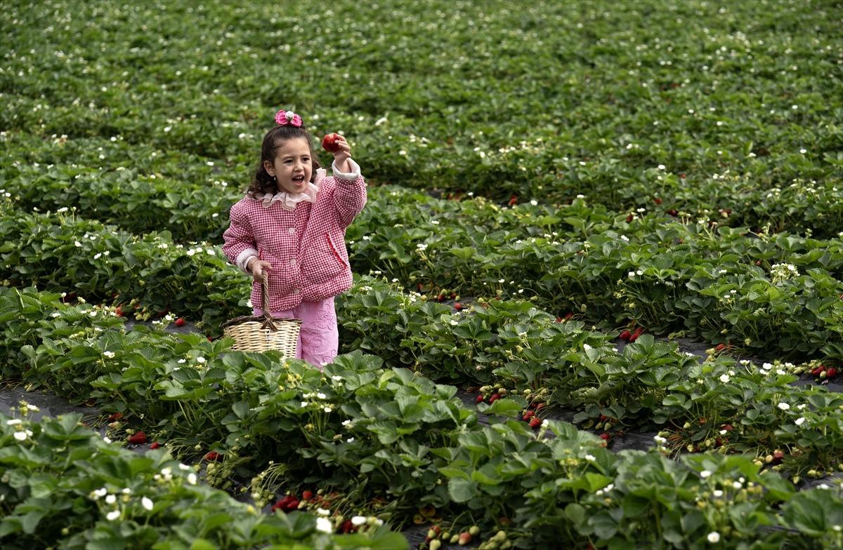 15 g&uuml;n gecikti, verim arttı  Kazandırıyor, 120 TL ye satıyoruz, kurtarıyor   6