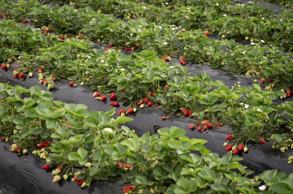 15 g&uuml;n gecikti, verim arttı  Kazandırıyor, 120 TL ye satıyoruz, kurtarıyor   7