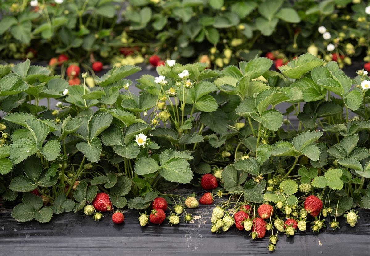 15 g&uuml;n gecikti, verim arttı  Kazandırıyor, 120 TL ye satıyoruz, kurtarıyor   8