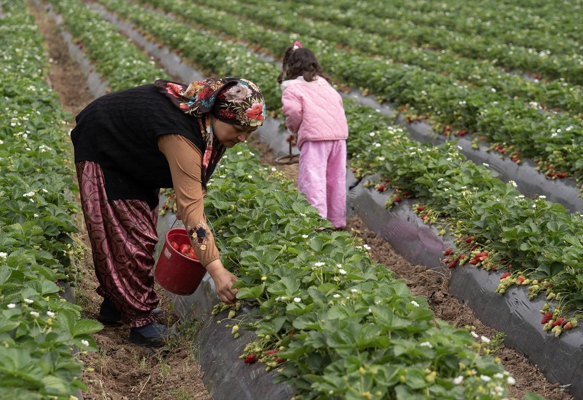 15 g&uuml;n gecikti, verim arttı  Kazandırıyor, 120 TL ye satıyoruz, kurtarıyor   11