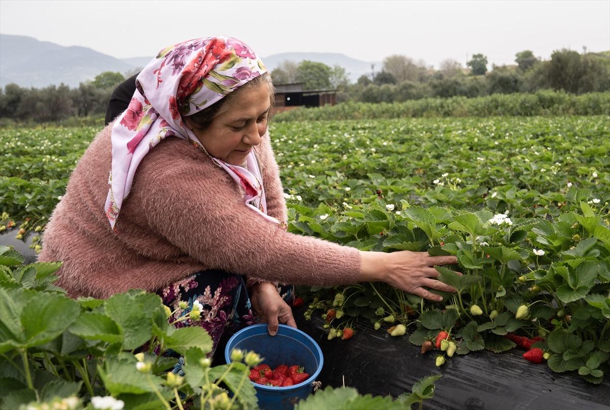 15 g&uuml;n gecikti, verim arttı  Kazandırıyor, 120 TL ye satıyoruz, kurtarıyor   12