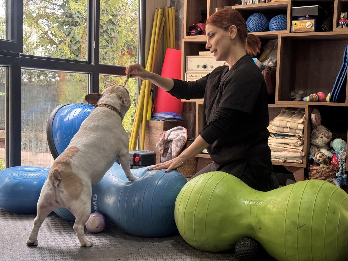 Koşu bandı, pilates, engel atlama&hellip; Obez k&ouml;pek Ori nin diyet programı 3