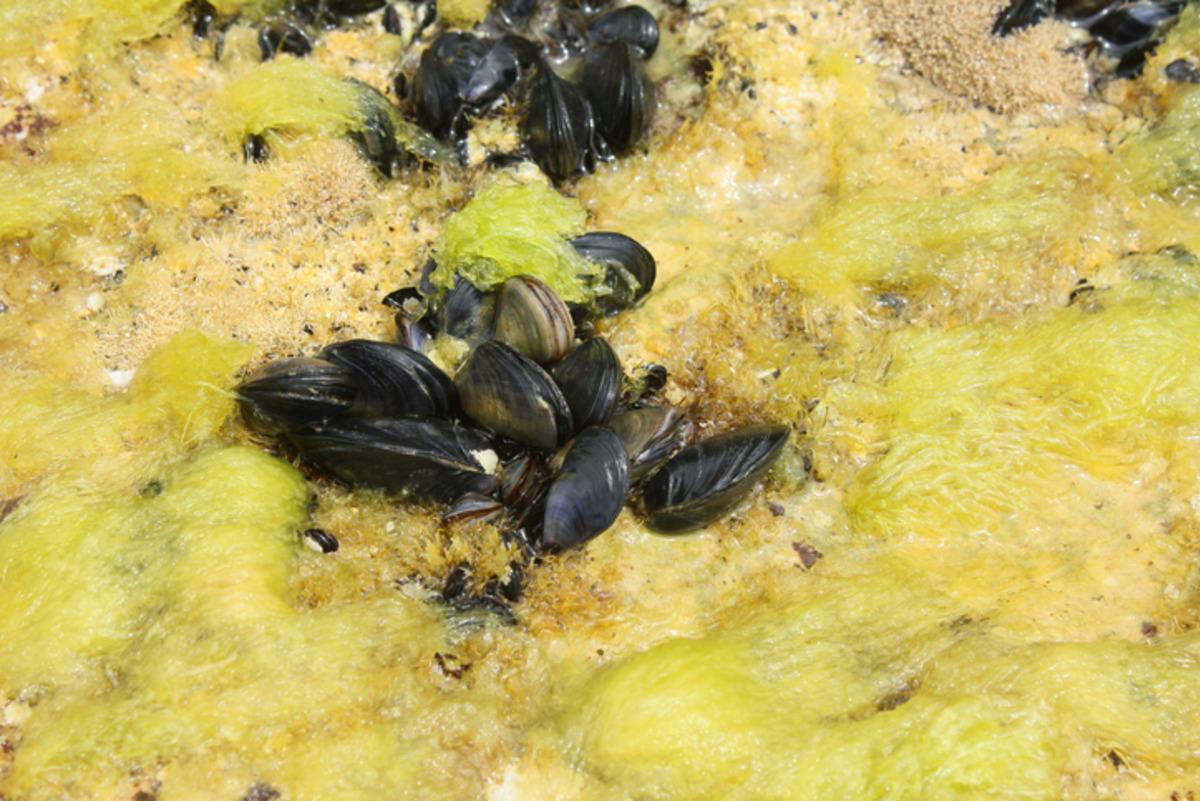 Midyeden &ccedil;ıkıp kraliyete satılıyor: Adı altın ama katbekat daha değerli! 3