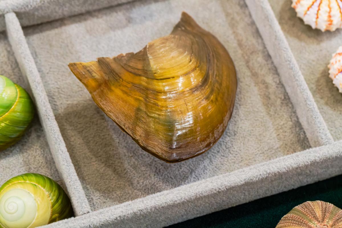 Midyeden &ccedil;ıkıp kraliyete satılıyor: Adı altın ama katbekat daha değerli! 4