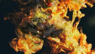 Altından bile daha değerli 'altın'! Midyeden &ccedil;ıkıp kraliyete satılıyor