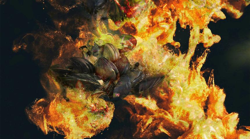 Midyeden &ccedil;ıkıp kraliyete satılıyor: Adı altın ama katbekat daha değerli!