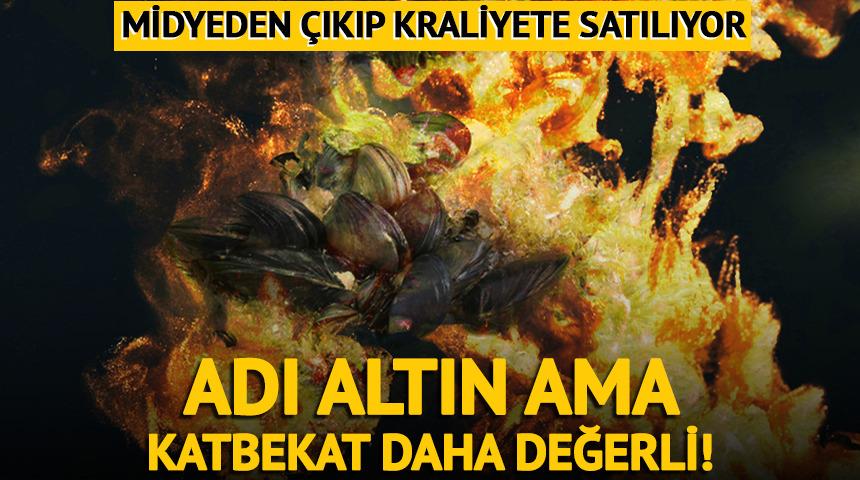 Altından bile daha değerli 'altın'! Midyeden &ccedil;ıkıp kraliyete satılıyor