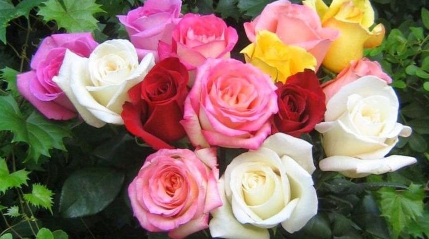 &Ccedil;i&ccedil;eklerin dilini &ouml;ğrenin! En g&uuml;zel teşekk&uuml;r hediyesi Mercan G&uuml;l