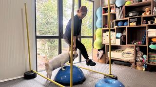 Koşu bandı, pilates, engel atlama… Obez köpek Ori'nin diyet programı