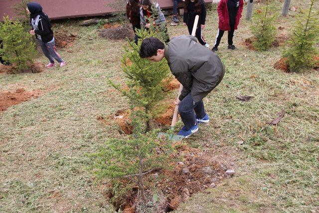 Akçakocalı öğrenciler Ceneviz kalesi plajında fidan dikti