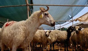 SON DAKİKA | Kurban vekalet &uuml;cretleri belli oldu
