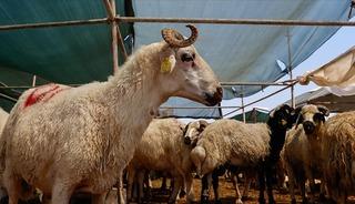 Kurban vekalet &uuml;cretleri belli oldu