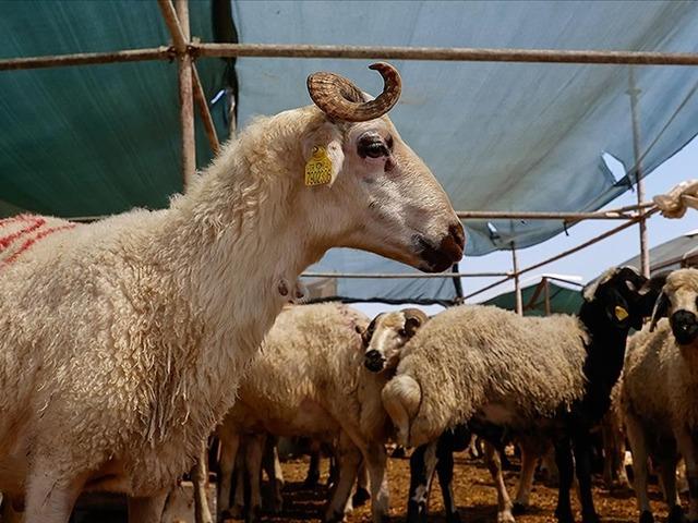 SON DAKİKA | Kurban vekalet &uuml;cretleri belli oldu