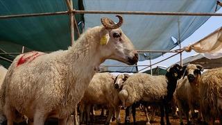 SON DAKİKA | Kurban vekalet ücretleri belli oldu