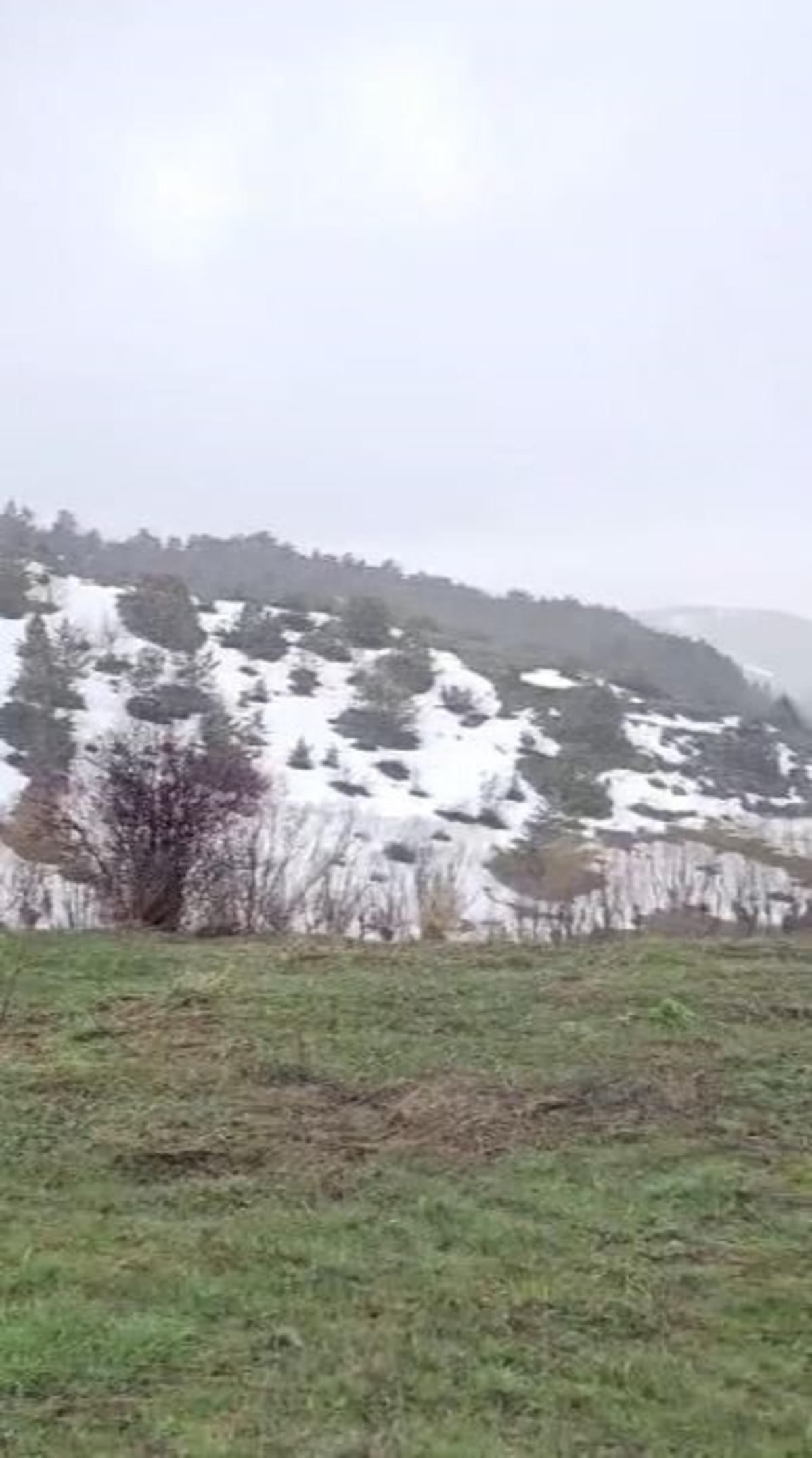 Mantar toplamak i&ccedil;in &ccedil;ıktı, karşılaştığı manzaraya şaşırdı 3